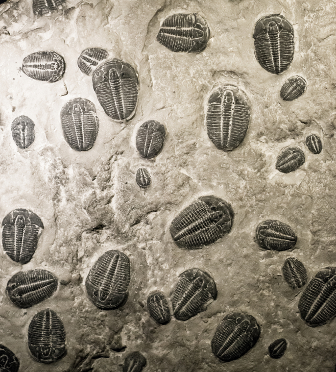 The Cambrian explosion in the fossil record. Ancient trilobites fossils