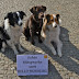 Το Βερολίνο φέρνει πιο αυστηρό νόμο για τους σκύλους...