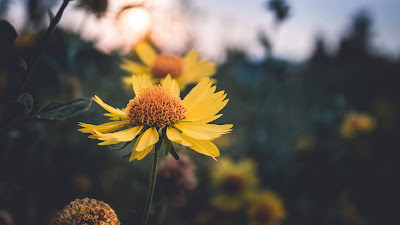 Yellow flower Close up Free wallpaper