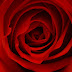 HD RED ROSE WALLPAPERS & BACKGROUND