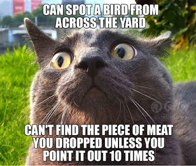 Cats funny animal jokes meme images