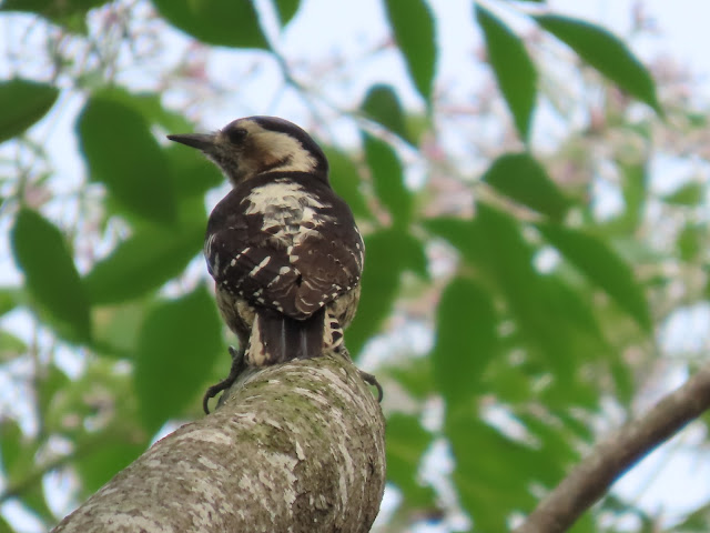 小啄木(臺灣特有亞種)