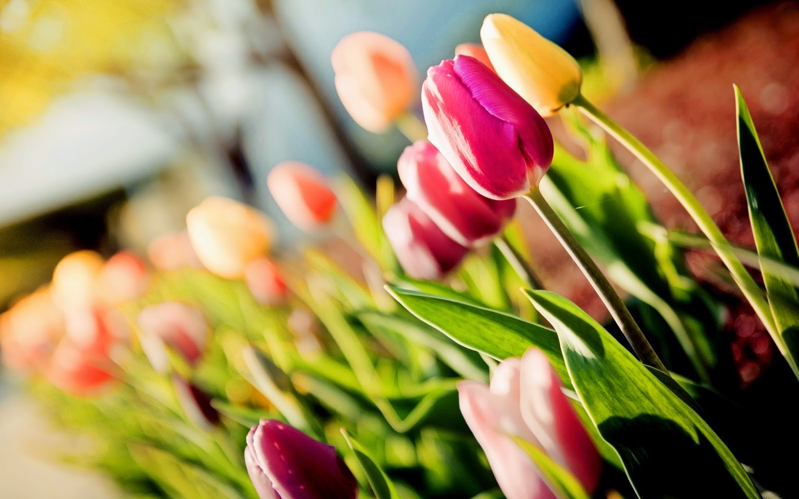Tulip Flowers WideScreen HD Wallpapers | HD Wallpapers