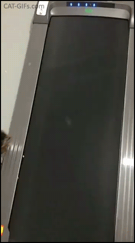 Funny Cat GIF • Clumsy cat exercising on treadmill or at least he tried, haha epic fail! Funny Cat GIF • Clumsy cat exercising on treadmill or at least he tried, haha epic fail!