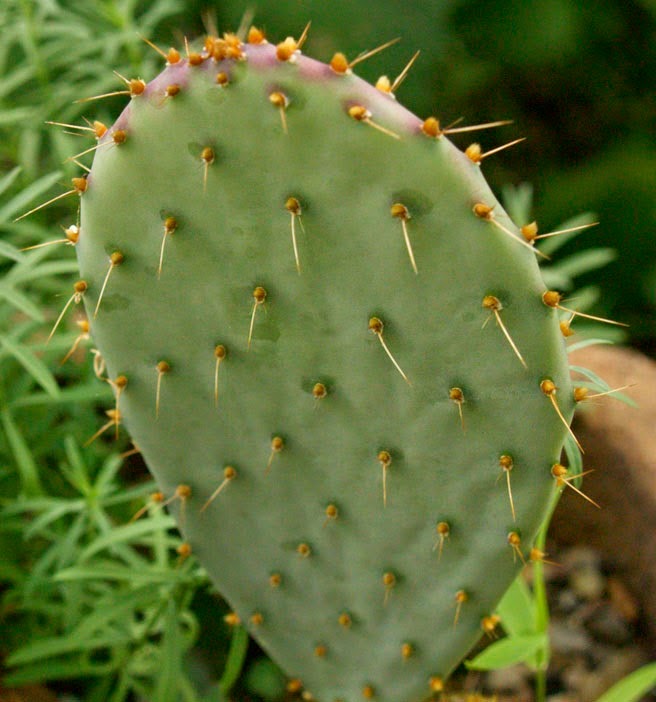 Penjelasan Tentang Tumbuhan Kaktus