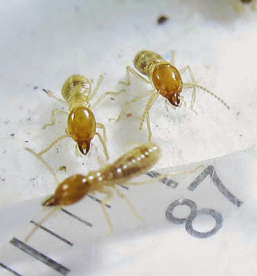 Hypotermes termites