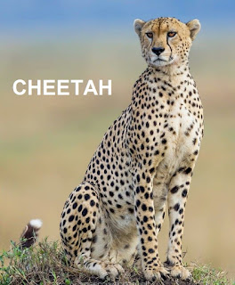 African Cheetah