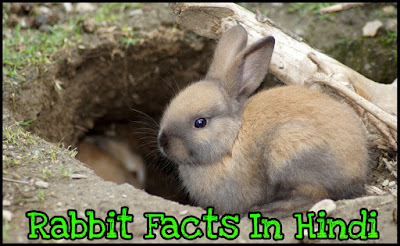 Rabbit Facts In Hindi