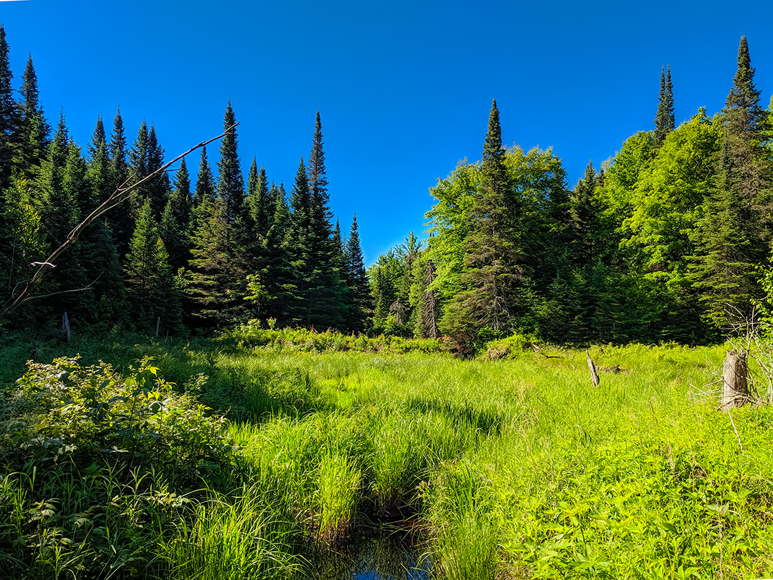 View from the North Country Trail in the Chequamegon National Forest