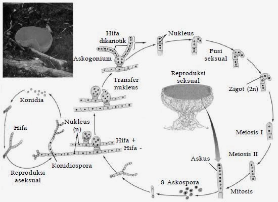 Siklus hidup Ascomycota