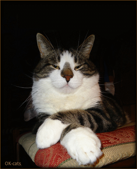 Art Cat GIF with caption • Don't forget: day and night – 24/7 – your Cat is judging you like a Boss Art Cat GIF with caption • Don't forget: day and night – 24/7 – your Cat is judging you like a Boss