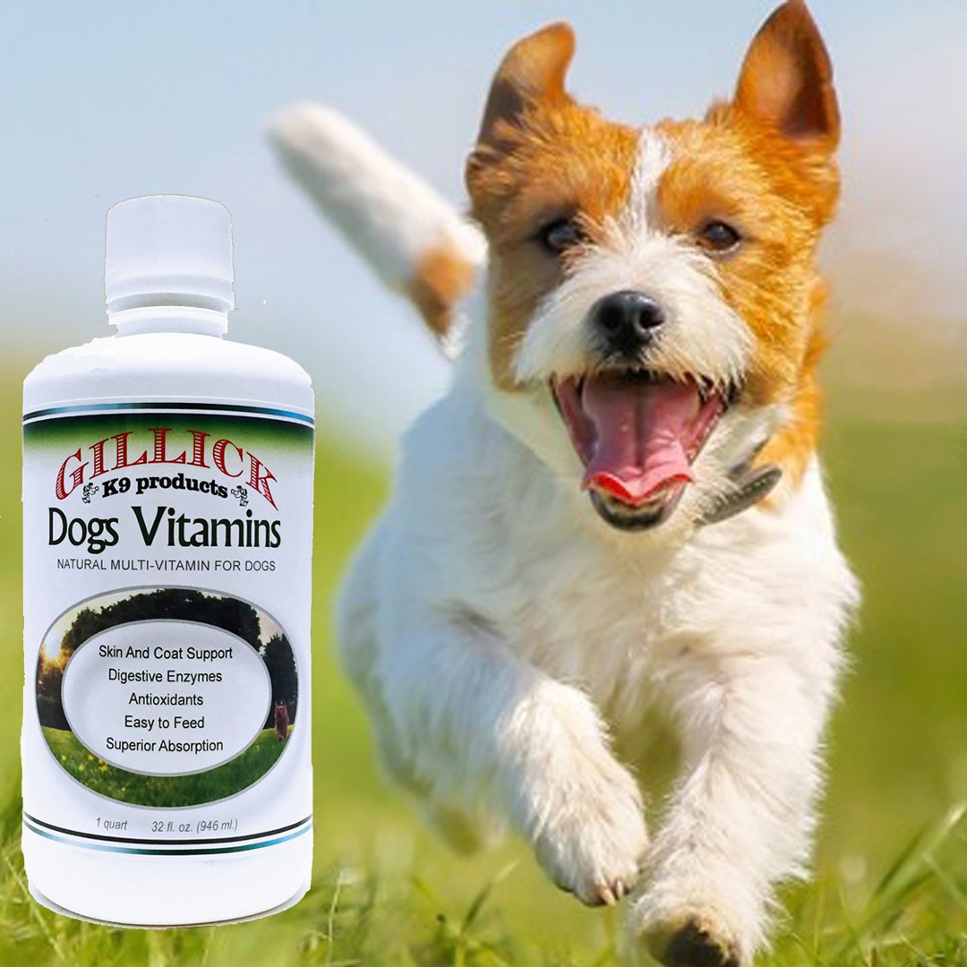 It's a Dog's World Should You Give Your Dog Vitamins?