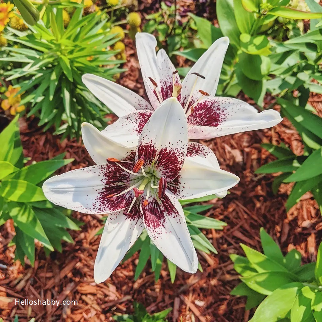 7 Best Types of Lilies Garden Lily Variety Names