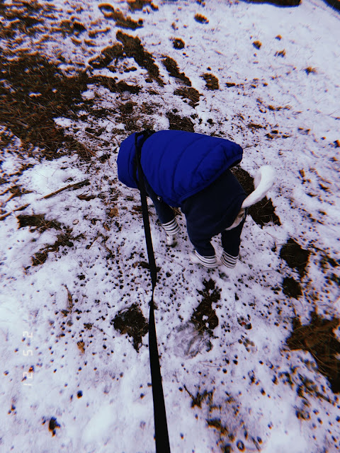 walking dog in a winter wonderland