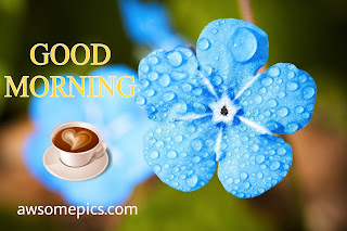 367+ Good Morning  Images With Flowers Free Download [ Latest Update ]