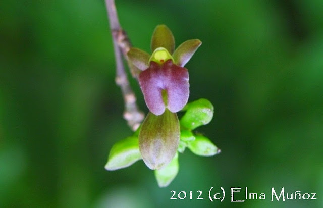 Orquidea miniatura botanica flor