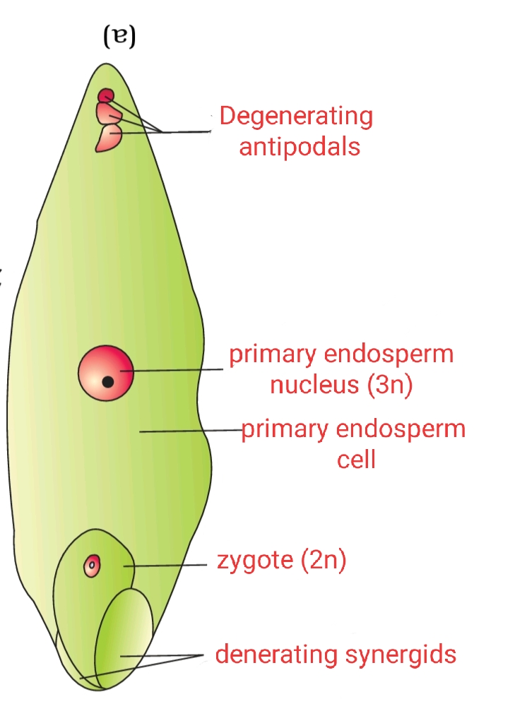PrepBiology REPRODUCTION IN ANGIOSPERMS FERTILIZATION