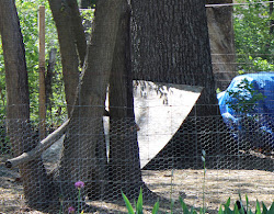 buffalo chickens gnats against tori lean dense shift provides shade dark