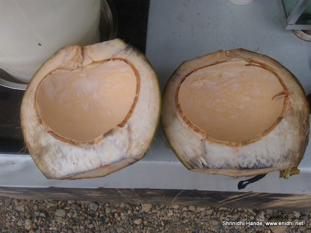 Tender Coconut around the world: My findings! - eNidhi India Travel Blog