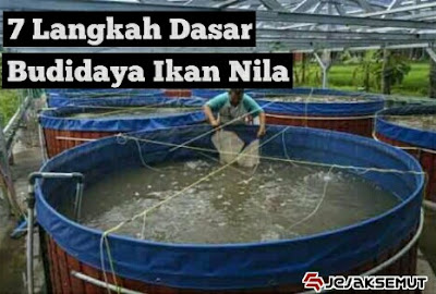 cara budidaya ikan nila