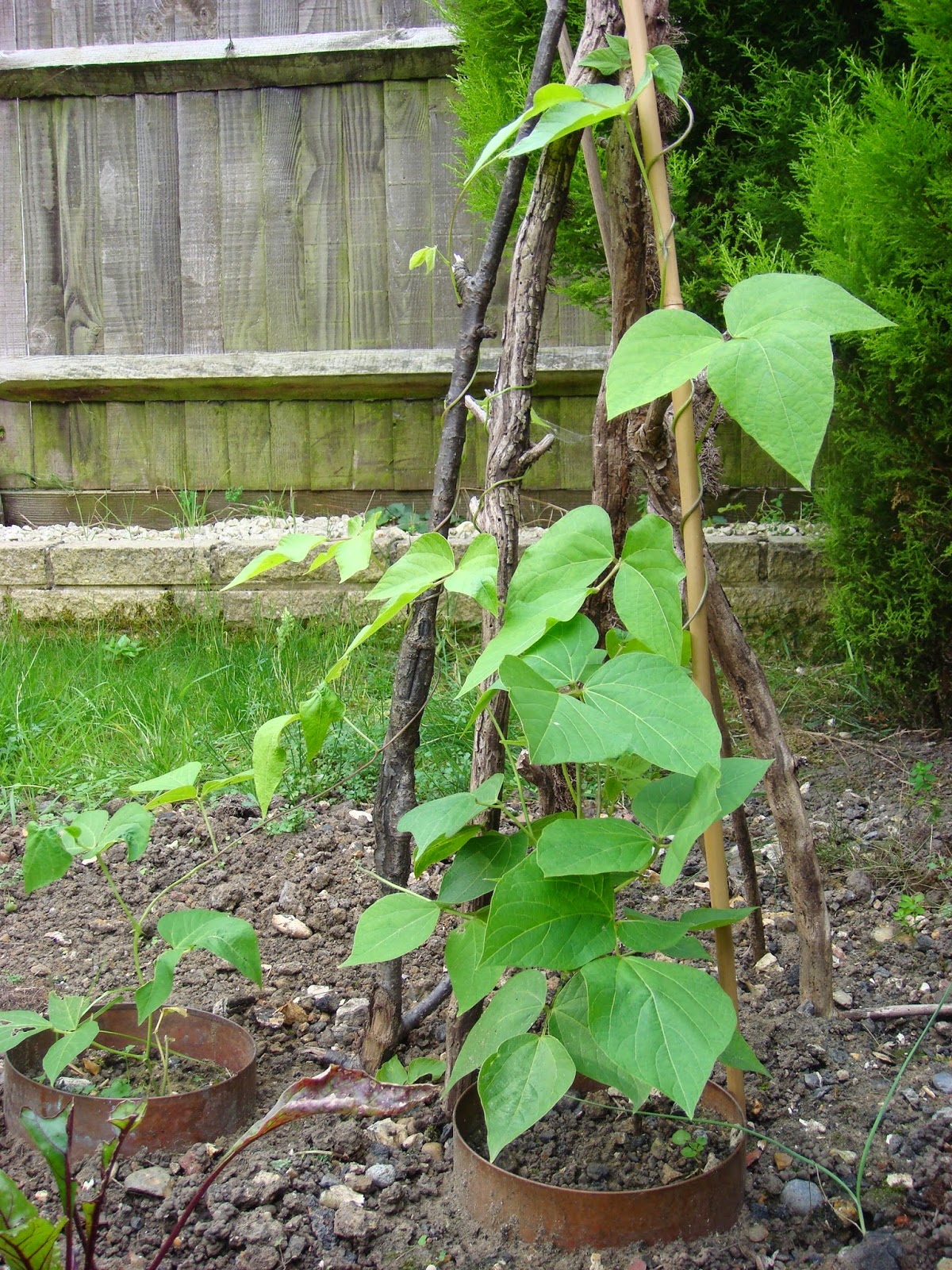 Veg patch from scratch Runner beans, black fly and EU law