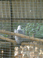 White Bellied Eagle