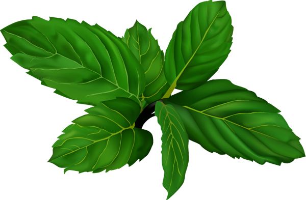 free mint leaves clipart - photo #5