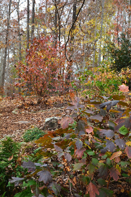 Viburnum fall foliage oakleaf hydrangea