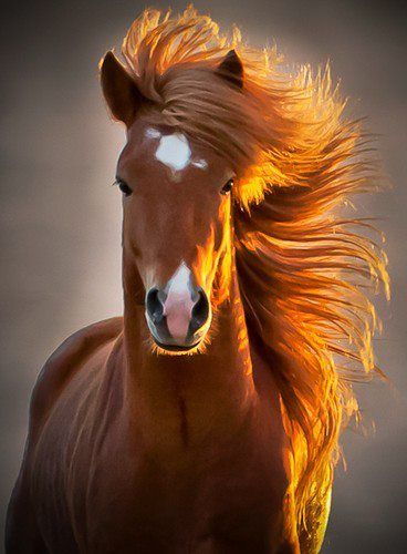 Horse images, Horse images,