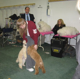 admiration standard poodles