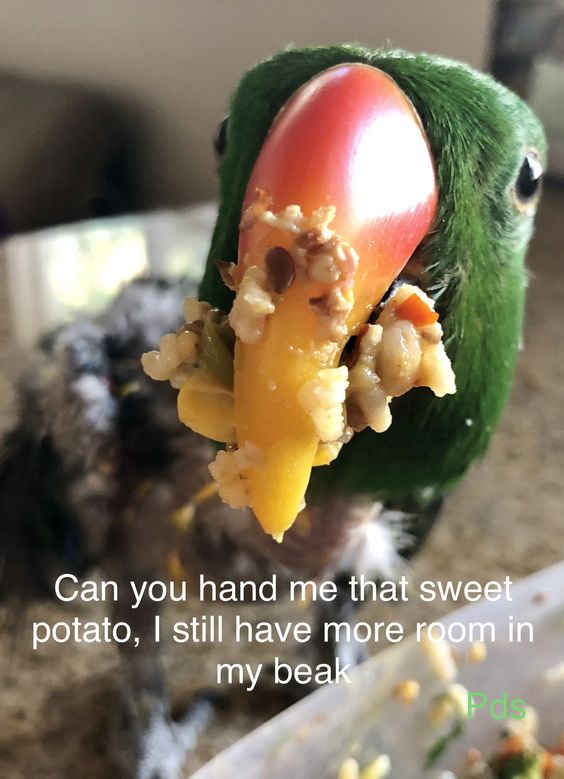 Quick Understanding Of Bird Chop Diy Prego Dalliance Sanctuary