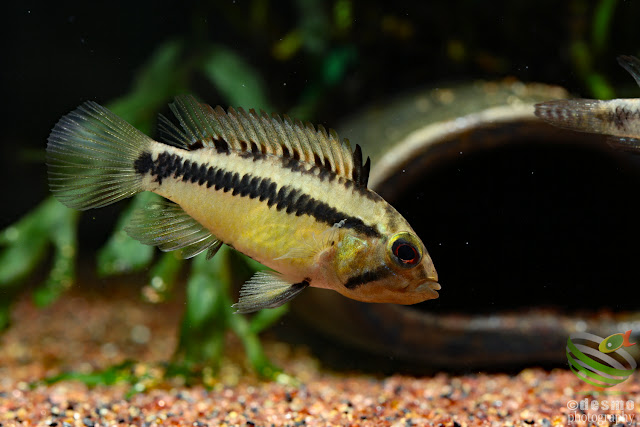 Apistogramma sp. unibrow / sp. D50