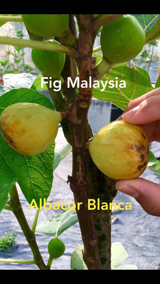 Figs Photo Collection Around the World Albacor Blanca Figs