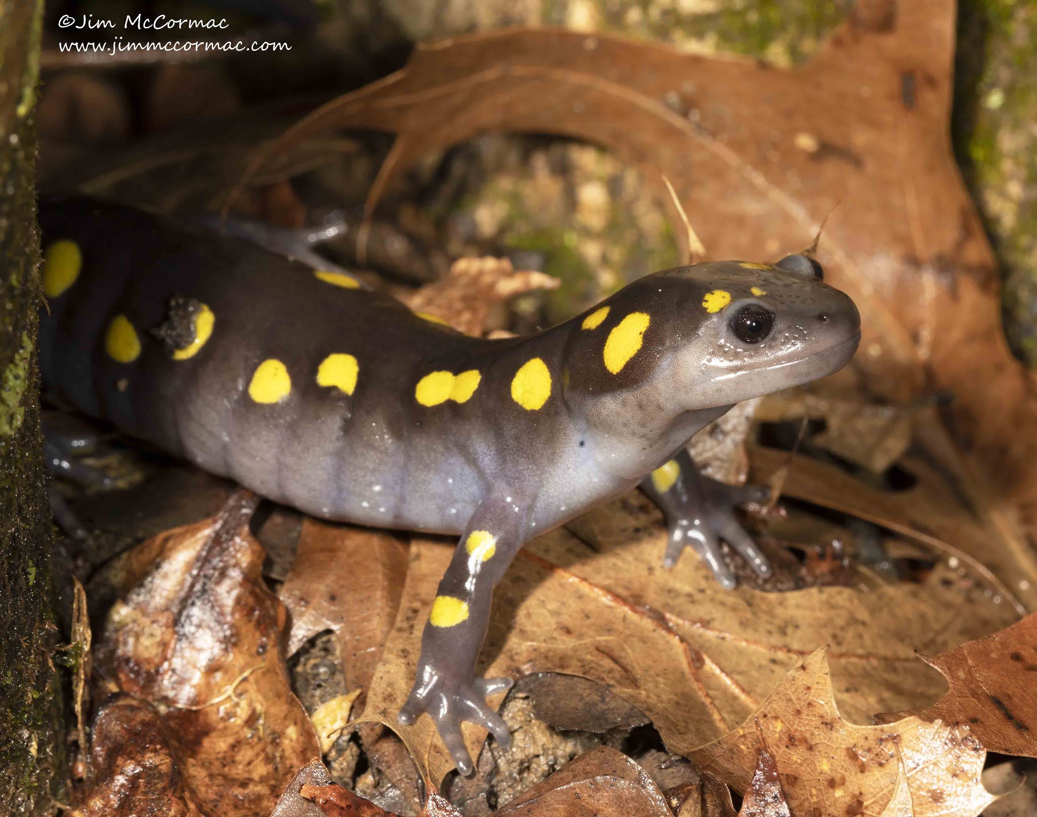 Ohio Birds and Biodiversity A nice salamander run