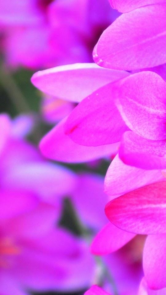Purple Flower Petals Macro  Android Best Wallpaper