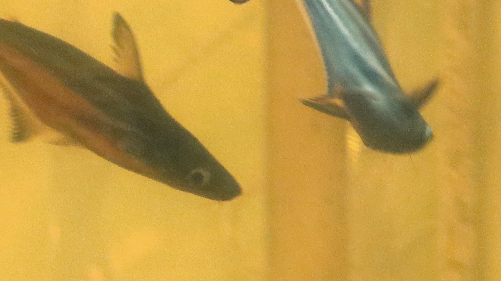 Photography with Dr. Ernie. Goldfish, Silver Dollar and Hammerhead Aquarium fishes