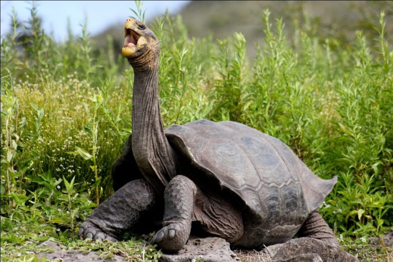 Giant Galápagos tortoise facts, adaptations, habitat & evolution