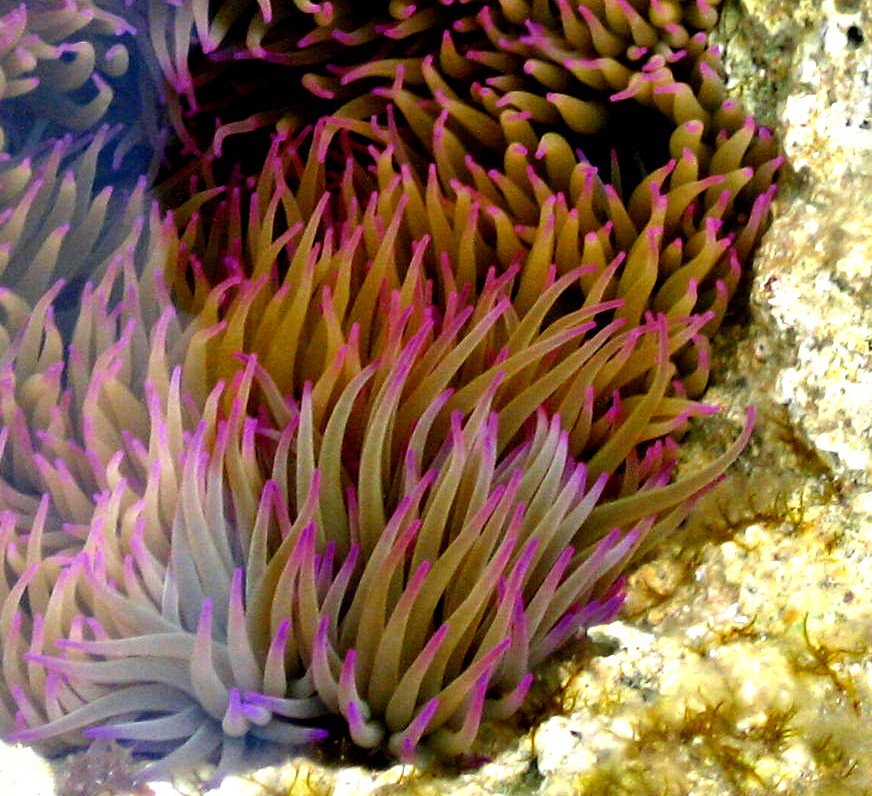 Biodiversity of Cyprus by NGO Protection of the Natural Heritage and