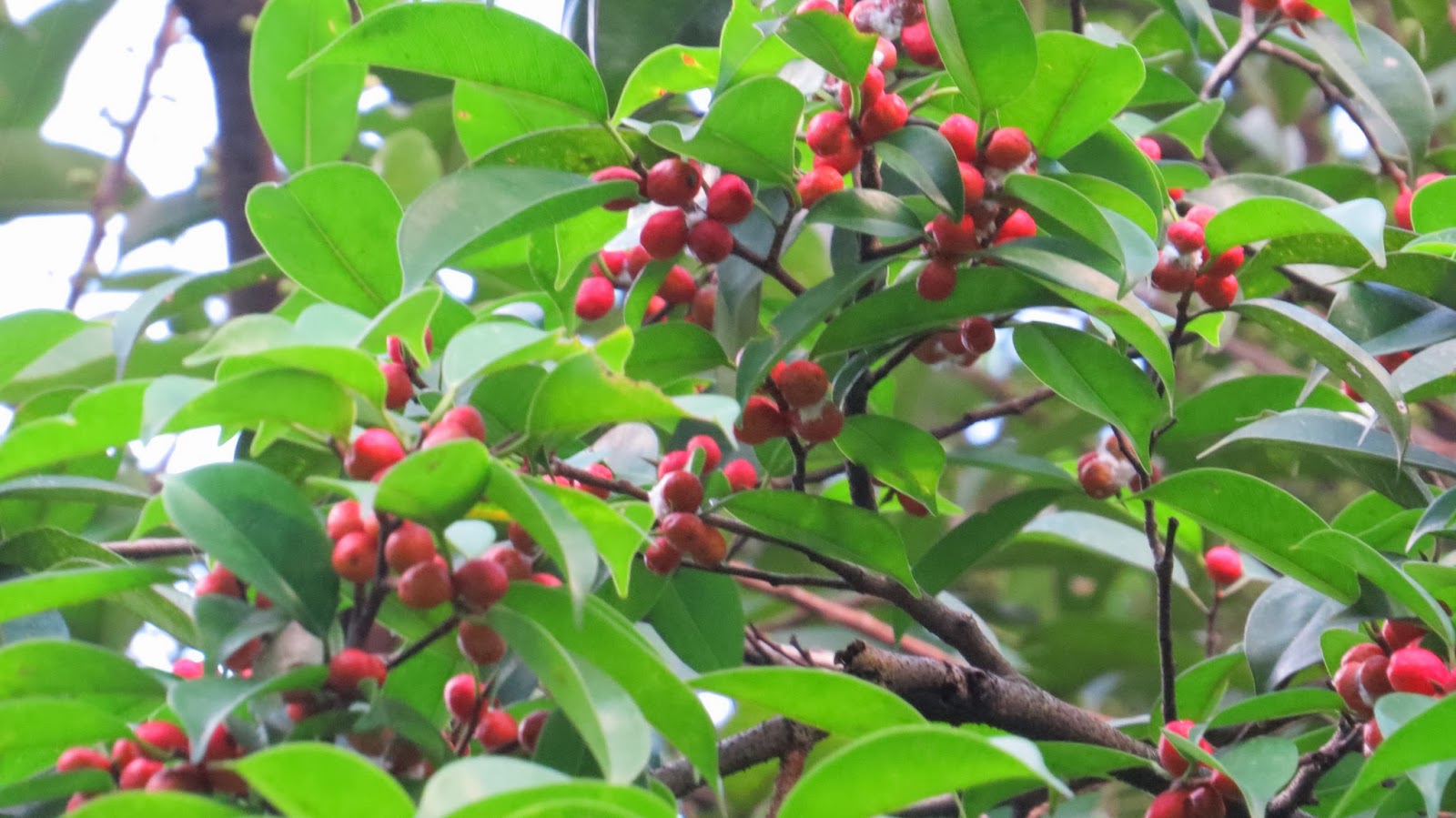 Photography with Dr. Ernie. Ficus red berries