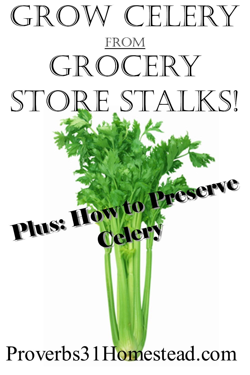 Grow Celery from Grocery Store Stalks (Plus, How to Preserve Celery