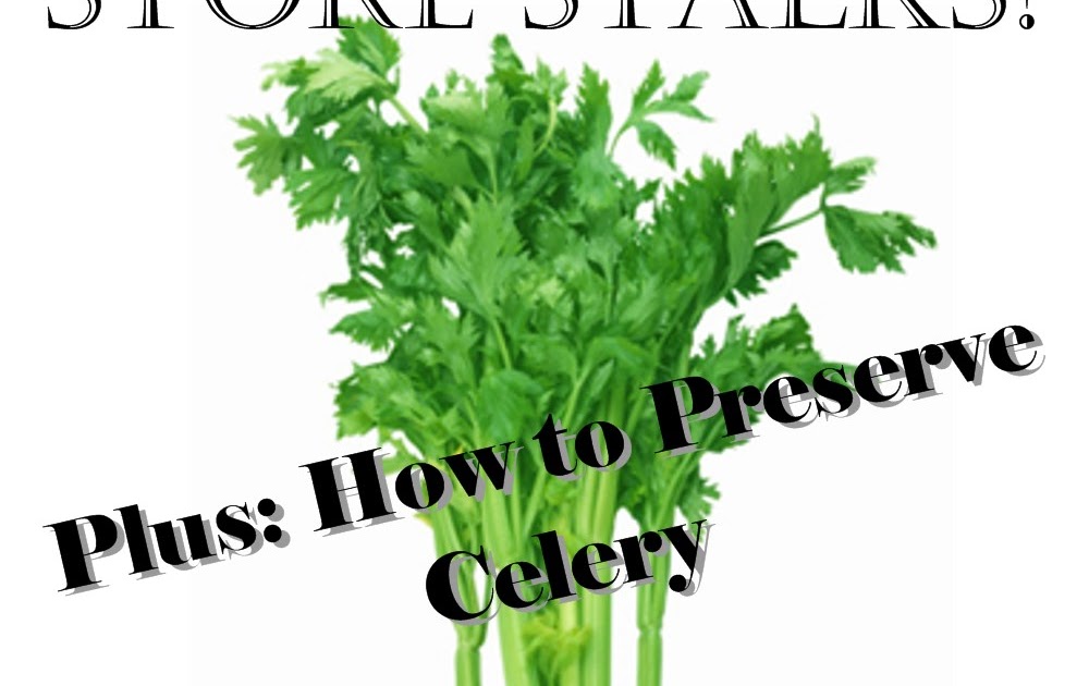 Grow Celery from Grocery Store Stalks (Plus, How to Preserve Celery