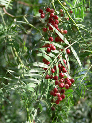 Frutos de falso pimentero