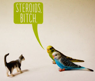 hormon steroid burung berkicau