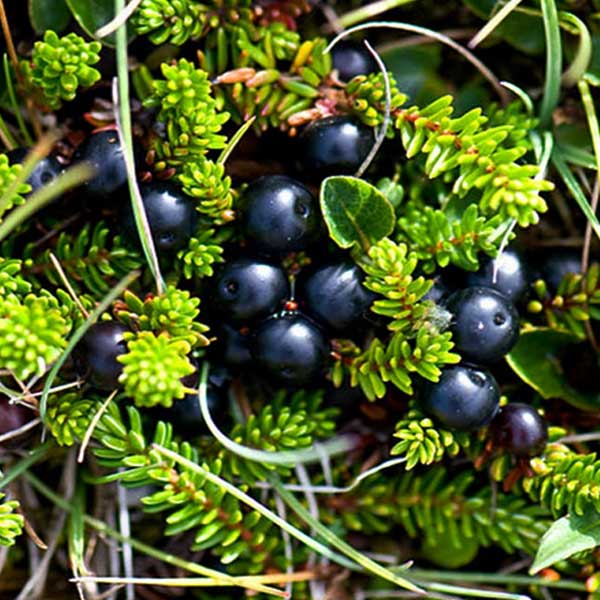 warrior naming help, please! Manfaat-Buah-Crowberry