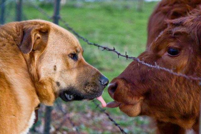 Los hombres crean barreras artificiales entre especies para justificar sus abusos.