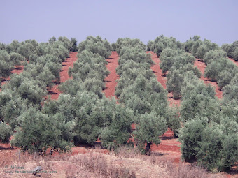 Mis queridos olivos