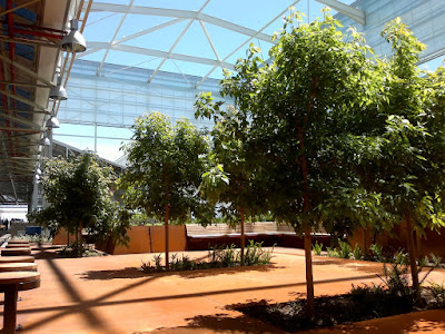 Under a sklight roof, a garden of trees is bordered by bench seating and a bar with bar stools.