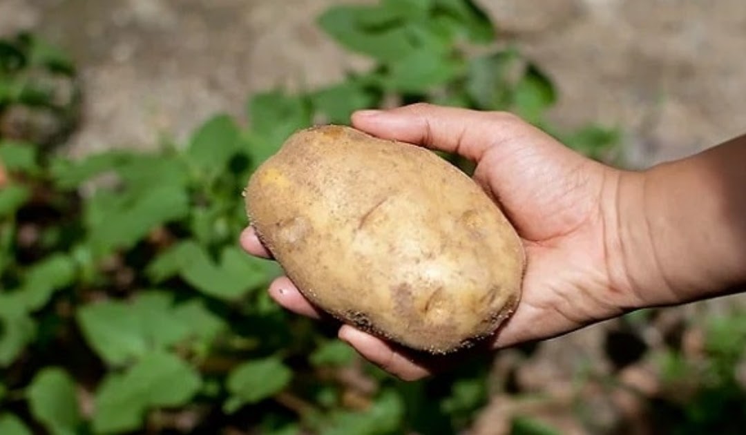 Kentang: Si Umbi Serbaguna, dari Hidangan Sederhana hingga Kreasi Kuliner Mewah