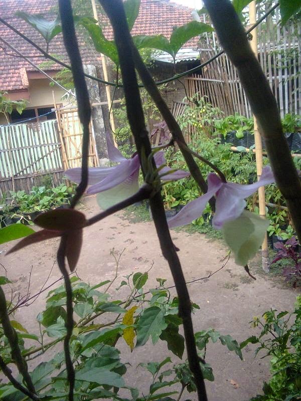 Tanaman Izzah Dendrobium Aphyllum Anggrek  dari hasil barter