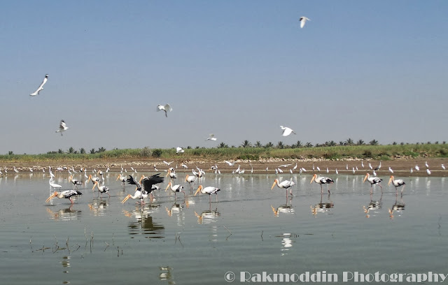 Migrated bird watching at Bhigwan kumbargaon - Simply amazing experience